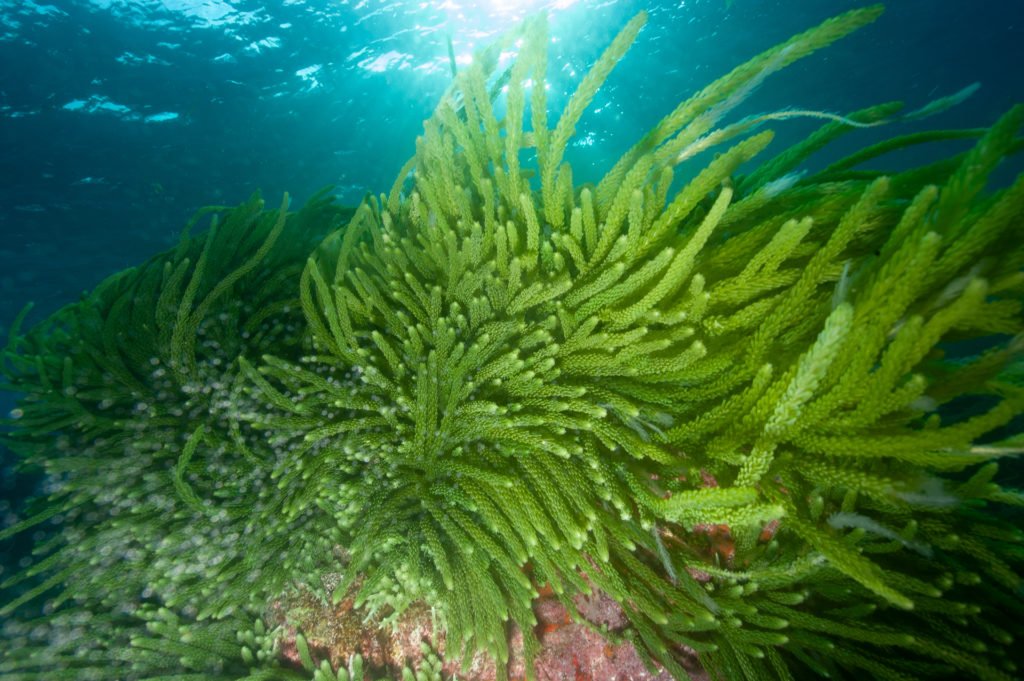 multi-image composition Brazil Algae