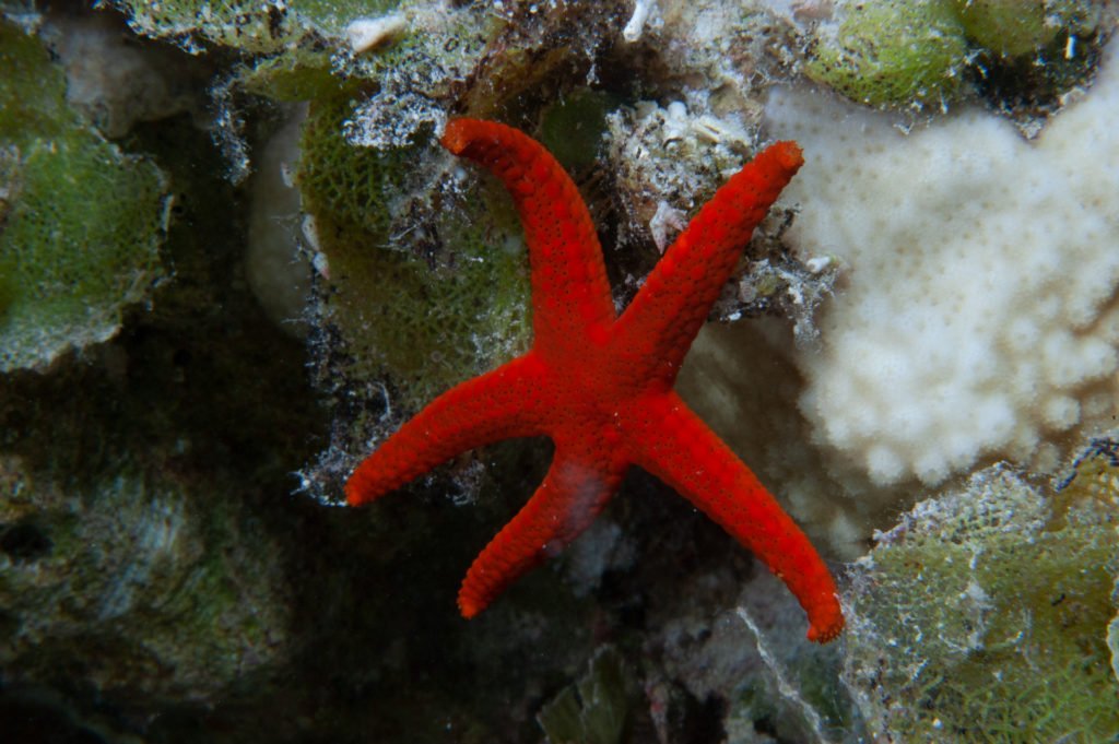 multi-image composition star fish