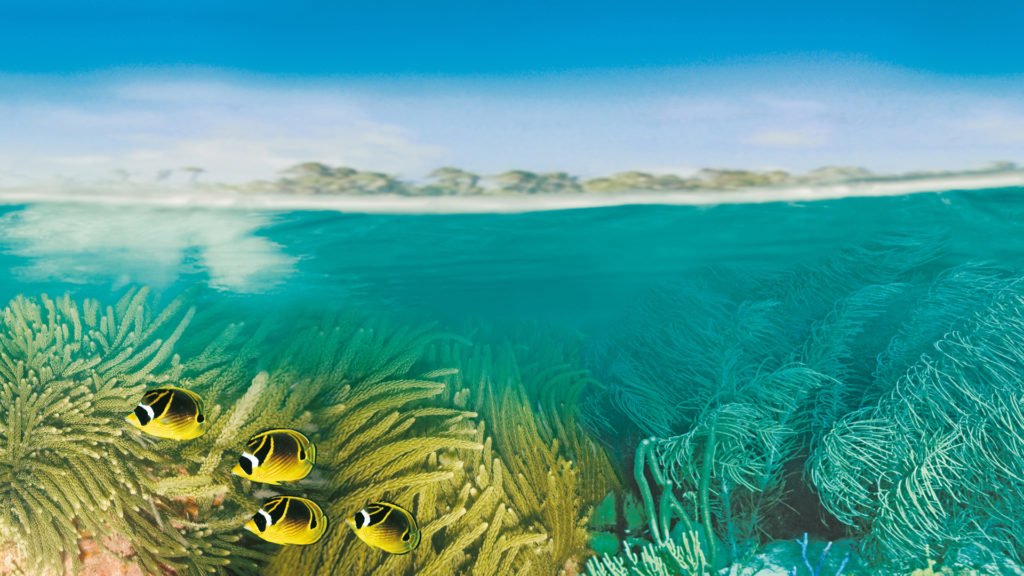 multi-image composition Yellow coral yellow fish undersea