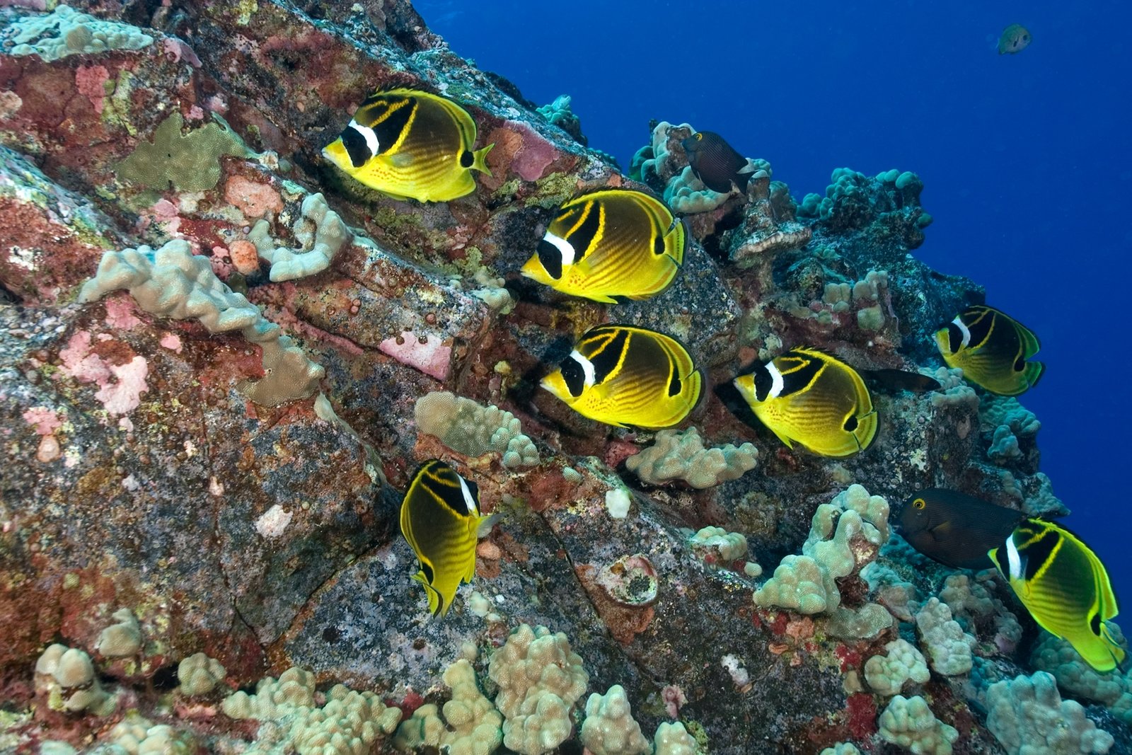 multi-image composition Yellow butterfly fish swimming in coral